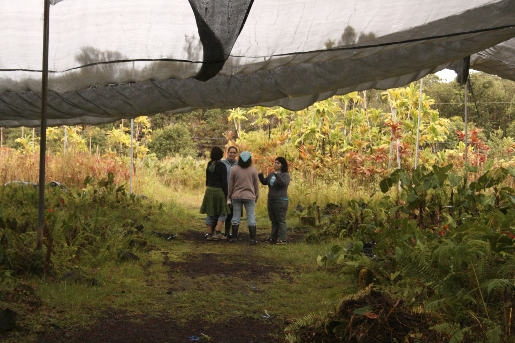Local members of the Dacha Project WWOOFing in Hawaii